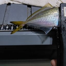 アジ