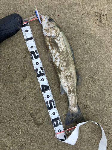 須田浜海岸