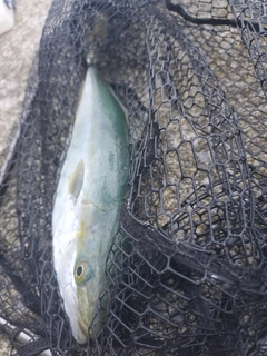 フクラギの釣果