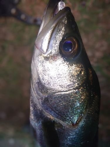 フッコ(マルスズキ)の釣果