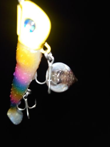 クサフグの釣果