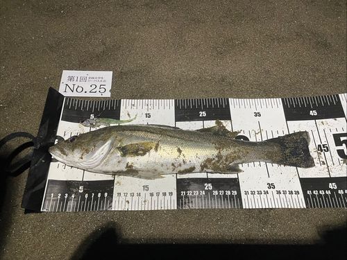 シーバスの釣果