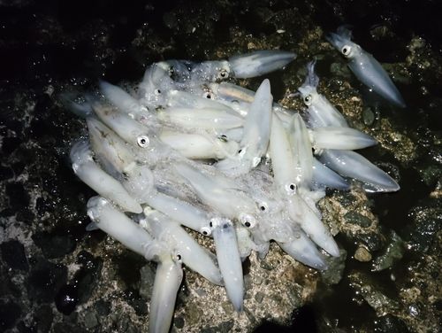 マメイカの釣果