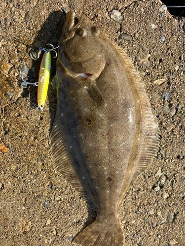 ヒラメの釣果
