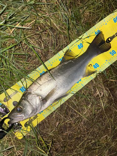 ヒラスズキの釣果
