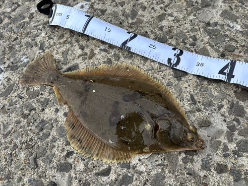 マガレイの釣果