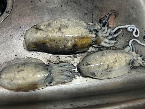 コウイカの釣果