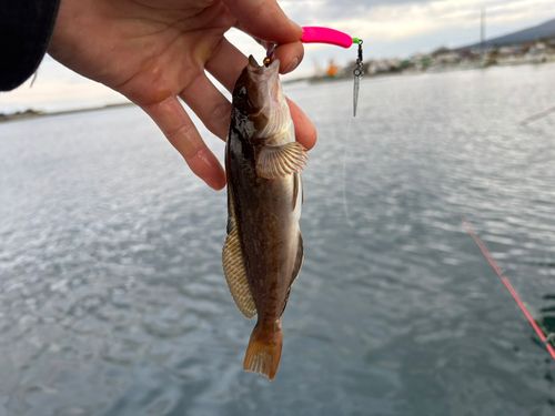 アブラコの釣果