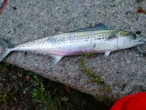 サゴシの釣果