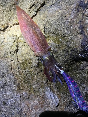 ヤリイカの釣果