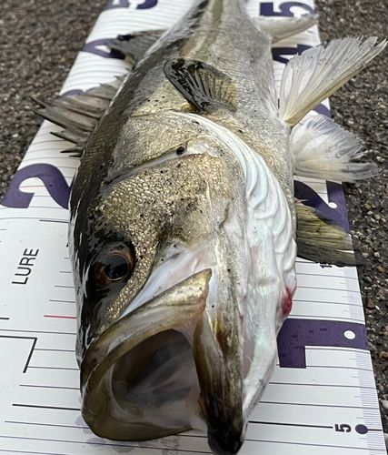 シーバスの釣果