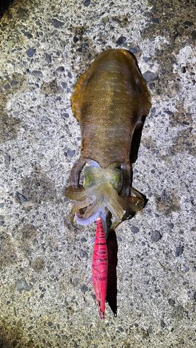 アオリイカの釣果