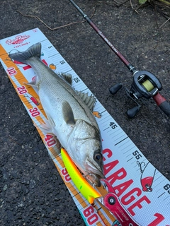 シーバスの釣果