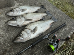 セイゴ（ヒラスズキ）の釣果