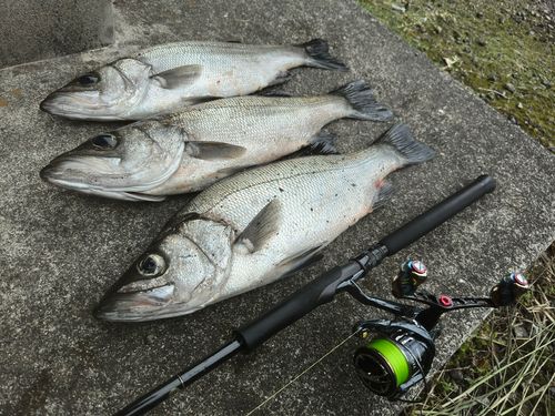 セイゴ(ヒラスズキ)の釣果