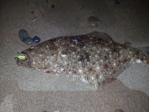 ヒラメの釣果