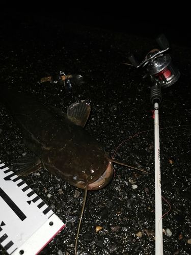 ナマズの釣果