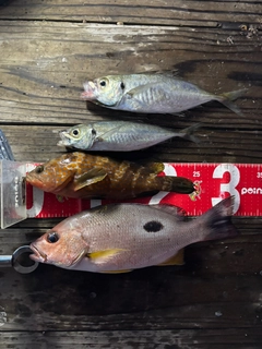 クロホシフエダイの釣果