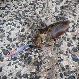アオリイカ