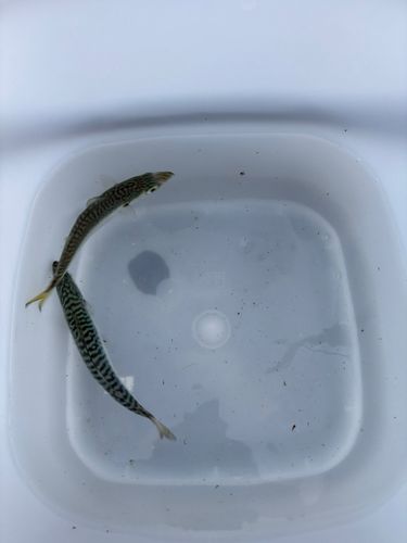 サバの釣果
