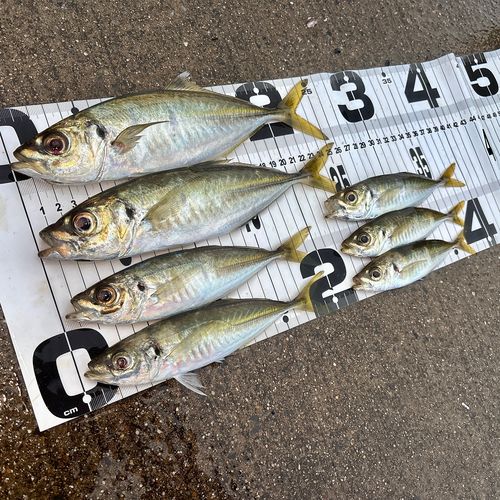 アジの釣果