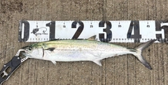 サゴシの釣果