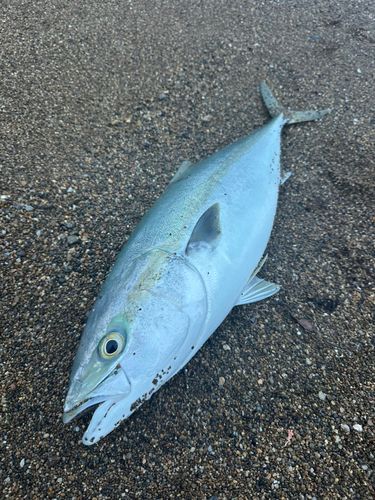 メジロの釣果