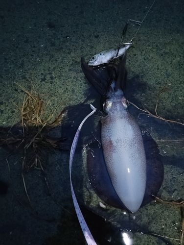 若狭湾