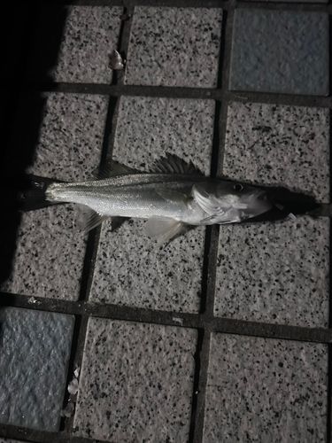 セイゴ（マルスズキ）の釣果