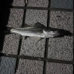 セイゴ（マルスズキ）