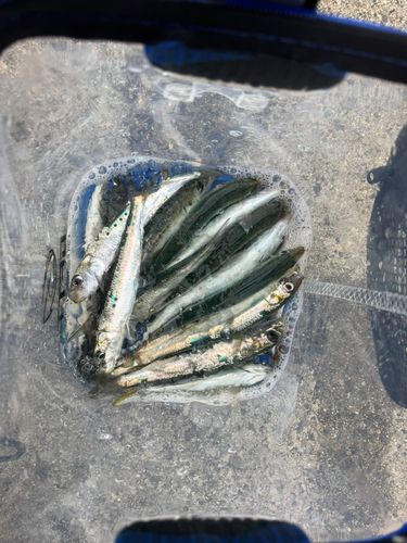 鼠ヶ関港