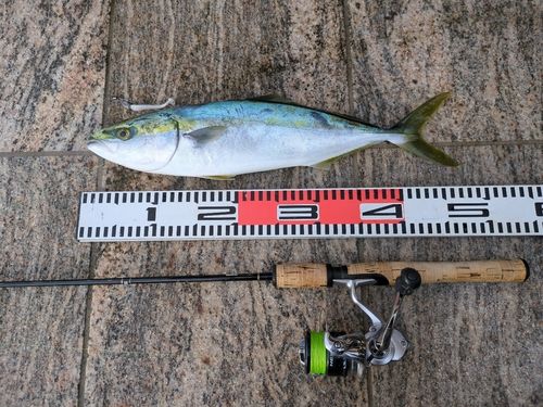 ワカシの釣果