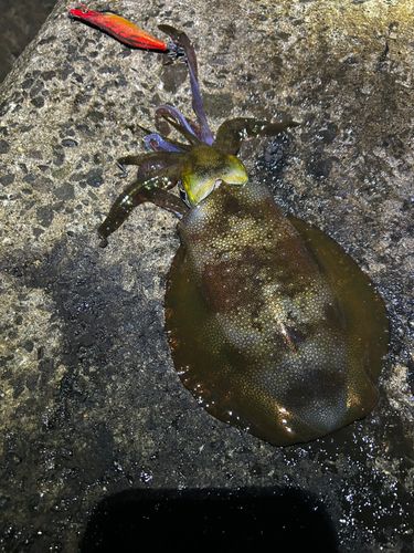 本荘マリーナ