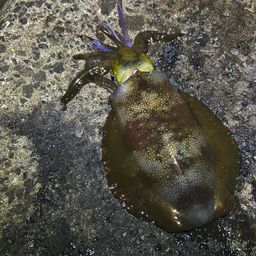 アオリイカ