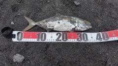 ワカシの釣果