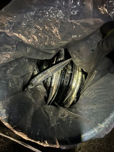 サンマの釣果