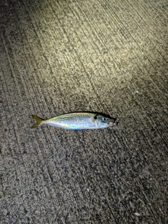 マアジの釣果