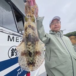 アオリイカ