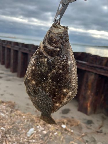 ヒラメの釣果