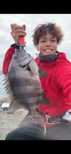 イシダイの釣果