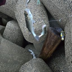 シーバス