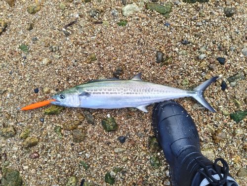 サゴシの釣果