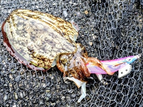 モンゴウイカの釣果