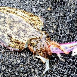 モンゴウイカ
