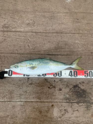 イナダの釣果