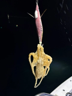 タコの釣果