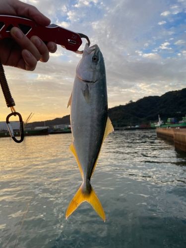 ヤズの釣果