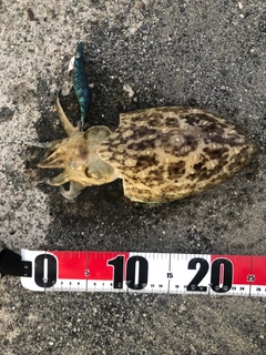 モンゴウイカの釣果