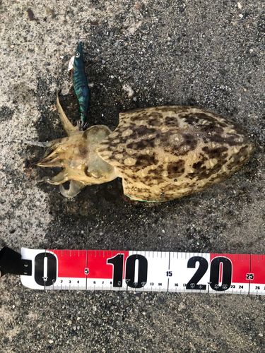 モンゴウイカの釣果