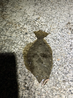 ソゲの釣果